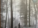 Taylor Swift Folklore In The Trees Brown Vinyl Record Jack Antonoff Bon Iver