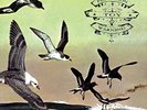 FLOTATION TOY WARNING-Bluffer`s Guide To The Flight Deck ( (UK IMPORT) VINYL NEW