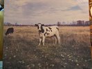 Pink Floyd The Dark Side Of The Moo Screaming Abdabs Trixie records EX