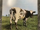 pink floyd atom heart mother vinyl record 2016 remaster