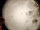 Joe Jones - You Talk Too Much X-RAY USSR X-RAY BONE RECORD