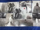Ultimate Taylor Swift Folklore 9 Vinyl Variants Set Bundle Rare Limited Edition