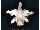 Kings of Leon - Aha Shake Heartbreak [2LP] Vinyl NEW