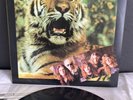 LP Tygers of Pan Tang - Live & Singles +3 | Japan Only Release | M/NM