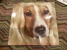 Paul Leary LP Vinyl ‘the History Of Dogs ‘ Rough Trade   Rare Butthole Surfers