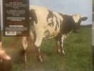 Pink Floyd - Atom Heart Mother (180g, Remastered, Sealed/ New)
