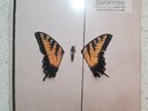 Brand New Eyes by Paramore Limited Edition */1200 Newbury Comics