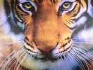 LOCKWOOD, Annea - Tiger Balm/Amazonia Dreaming/Immersion - Vinyl (gatefold LP)