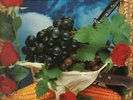 Ligabue ?– Lambrusco Coltelli Rose & Pop Corn LO ORIGINALE 1991 con booklet