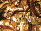 Cranes - Forever Ltd Ed 1000 Gold & Black Mixed Vinyl
