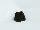 Chelsea Wolfe - Hiss Spun - LP