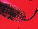 Alice Cooper - Killer [New Vinyl LP] Audiophile, Gatefold LP Jacket, 180 Gram, A