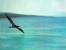 CHICK COREA Return To Forever LP VINYL Germany Ecm 1972 4 Track. Light