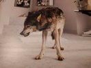 Grinderman: Grinderman 2 (Vinyl LP + Poster und CD), Nick Cave
