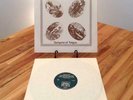 SPRIGUNS OF TOLGUS[JACK WITH A FEATHER]1975 UK FOLK PSYCH ASC-7755 LP Alida Star