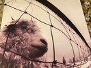 PEARL JAM - VS LP - Original US 1993 1st PRESS - NM copy