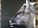 TOE the book about my idle plot on a vague anxiety SEALED Midnight Fawn Vinyl LP