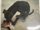 Slowthai - Runt EP.  Limited Edition 12” Vinyl.  2018