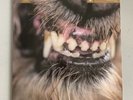 Blanck Mass World Eater Vinyl Record Like NEW