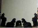 The Spaniels -Stereo Vee Jay VJLP-1024 NM R29