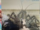 Birth Control - Operation GER LP 1973 FOC .