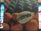 Cincinnato -Same-, prog, orig. italy 1st.Press PDU 1974