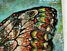 Dolly Parton - Love Is Like A Butterfly LP Sealed , Left Bottom Corner Creased