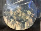 Roxy Music Manifesto Picture Disc- U.S.A. Release Sealed