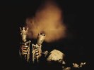 Pearl Jam: Pearl Jam Riot Act Vinyl: Record