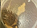 LED ZEPPELIN Picture Disc limited osake rock record part 3