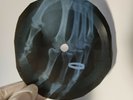 ELVIS LITTLE LESS Donation Ukrainian army X-Ray Record  Bones Music Vinyl
