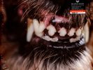 Blanck Mass - World Eater Clear With Red Splatter Vinyl  (2017 - US - Reissue)