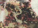 DARK LO/V DON - Charlie Pope - Vinyl (limited hand-numbered LP)
