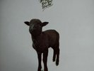 Skyhooks Rare