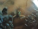 Yep Steely Dan Katy Lied 1975 Original 1st Pressing Cover VG To LP NM