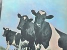 Pink Floyd – Atom Heart Mother Harvest – 1974 SHZE 297 Germany Import LP VG+ VG+
