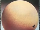 EGG - 