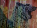 AMON DÜÜL II - WOLF-CITY - DE 72 - LP