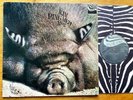 KIN PING MEH - no. 2 LP Krautrock 1972 Frumpy Janus Amon Düül Can Leaf Hound