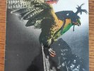 Budgie: IN FOR THE KILL Vinyl LP 1974 pressing MCF 2546 VG+/VG+