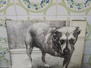ALICE IN CHAINS alice in chains  1995 netherlands 2LP VINYL GRUNGE