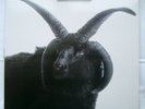 THE CULT - The Cult 2LP -  BBQLP 164	 1994  Black Ram / Sheep    TOP CONDITION