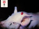 NEW The Damned – Strawberries-LP-RSD