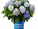 1 Gal. Endless Summer Original
