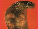 Strikes (180 Gram Red Audiophile Vinyl/L - Blackfoot - Brand New LP - Fast Shipp