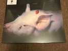 The Damned - Strawberries RECORD STORE DAY 2022  Pink Vinyl Record LP - NEW
