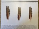 The Appleseed Cast  - Low Level Owl: Volumes I + II - Silver Vinyl  - Ltd /1000