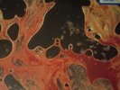 Metallica Load 2LP Vinyl  Poor Twisted Orange NEW SEALED FREE SHIPPING