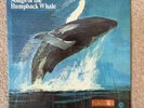 Songs of the Humpback Whale nr mint vinyl lp Capitol Stero ST-620