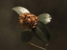 Young Sick Camellia (Vinyl) St. Paul & The Broken Bones